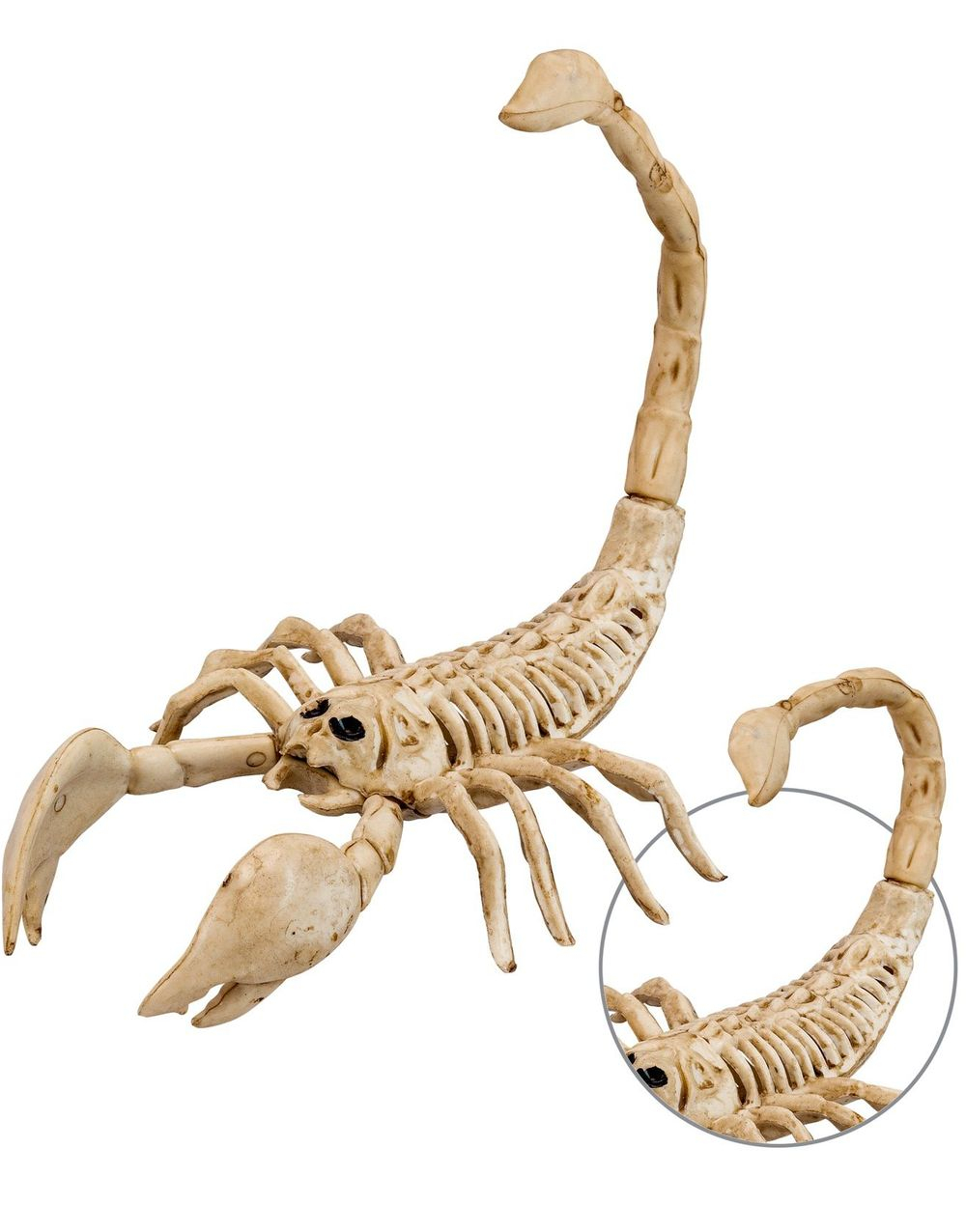 Skorpion Skjelett med Bøyelig Hale 30 cm