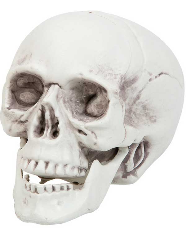 Hodeskalle m/Bevegelig Kjeve - 16 cm